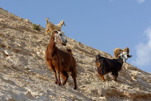 herd of goats on rocky hillside in the desert in Wadi Qelt near Jericho