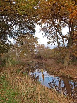 Autumn in Woodwalton fen nature reserve.