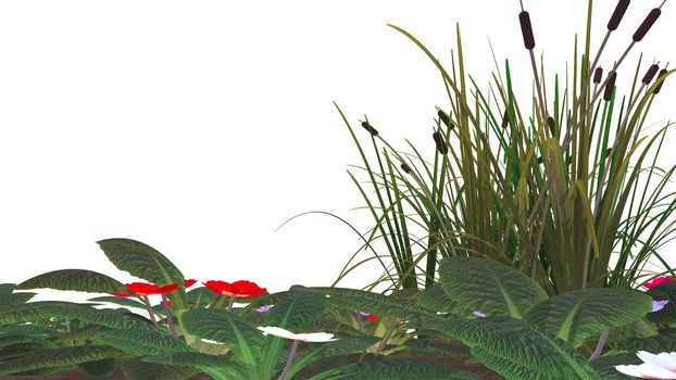 cane, flowers  & marsh grass isolated