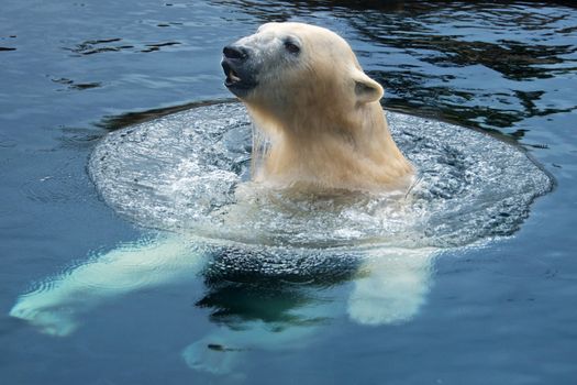 Polar swim