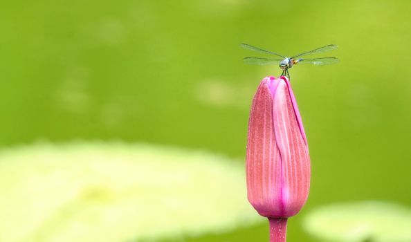 dragonfly on a lily flower