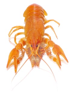  crayfish 