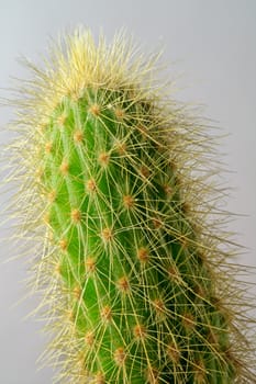 Cactus: a thorny affair
