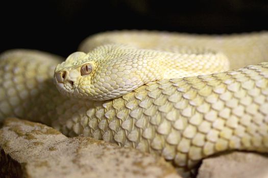Photograph of a dangerous and poisonous Crotalus  albino