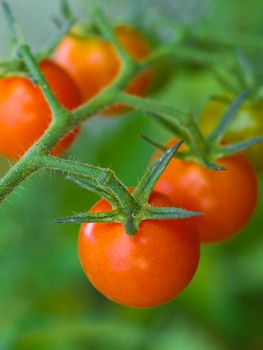 Tomatoes on the Vine