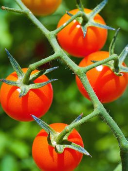 Red Ripe Tomatoes on the Vine