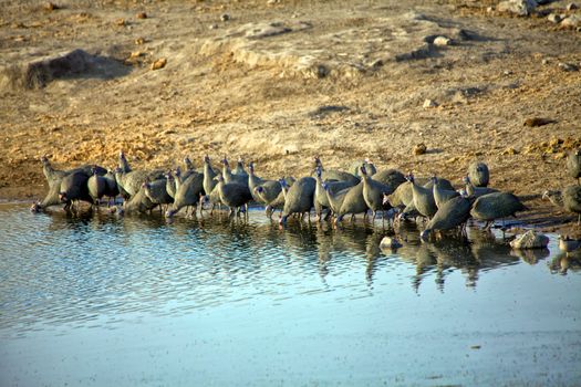a group of helmeted guineafowl at etosha national park