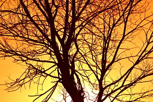 fiery sky with tree