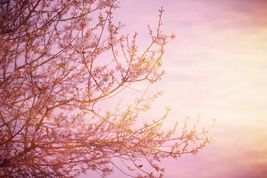 Blooming tree over sunset