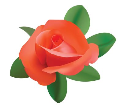 vector illustration of red rose     