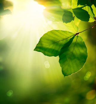 Nature Background. Green Leaves and Sunbeams 