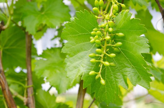 bunch of green grapes on grapevine