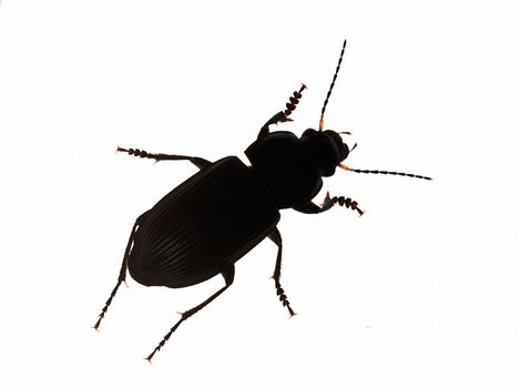 Silhouette Common black ground beetle