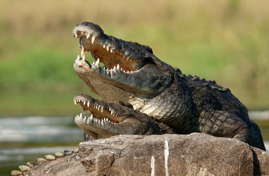 Nile crocodile (Crocodylus niloticus), mating,