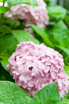 pink hortensia