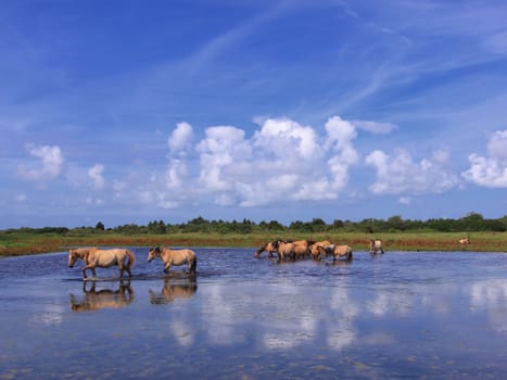 Henson horses in the marshes in bays of somme in france
