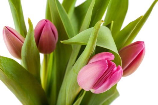 Fresh bouquet of tulips isolated over white background