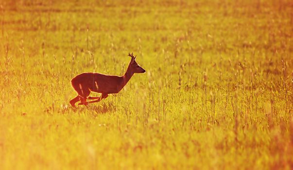 Animal background. Roe-deer