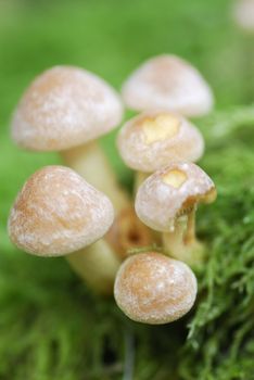 Small Mushroom Toadstools (Armillaria tabescens).