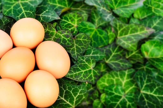 Group eggs on a background of green leaves