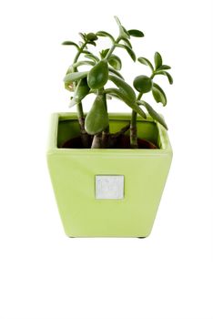 A green plant in a green pot on an isolated background.