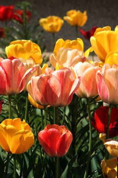 tulips against the sun