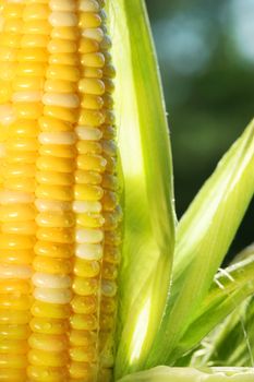Close-up of corn an ear of corn 