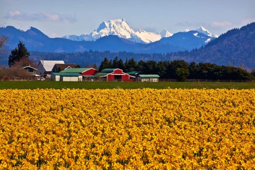 Mount Shuksan Skagit Valley Yellow Daffodils Flowers Washington