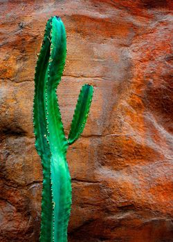 Cactus rock