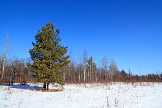 green pine on snow field