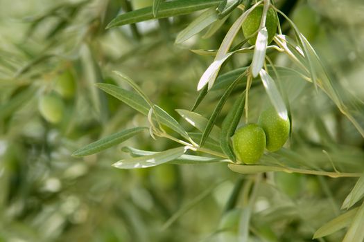 Olive tree with green fruits in Spain