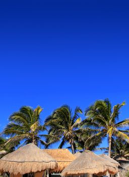 coconut palm tree blue sky hut palapa sun roof