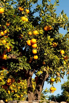 Orange tree loaded with ripe fruit waiting to be picked