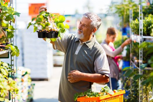 Senior man buying strawberry plants in a gardening centre