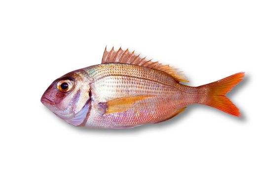 Common sea bream pagrus fish isolated