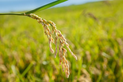 Cereal rice fields with ripe spikes