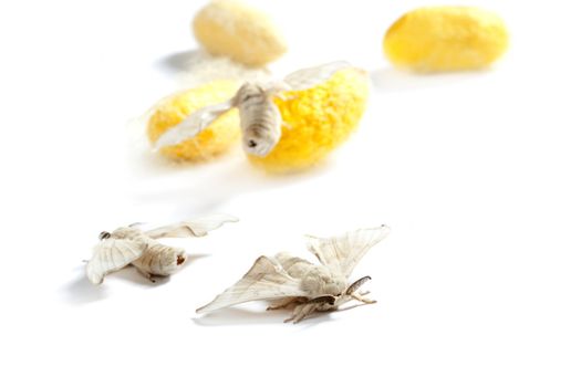 butterfiles of silk worm and cocoon yellow