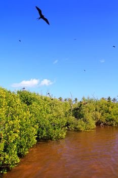 frigate bird reproduction Contoy island mangrove