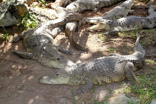 Crocodiles having a sun bath in South America