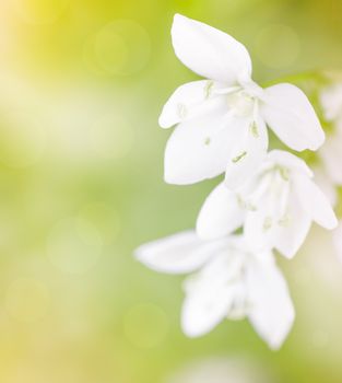 Tender white flowers