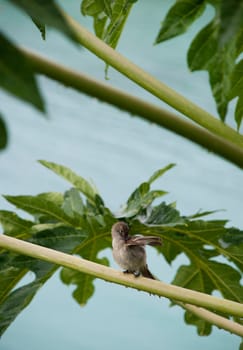 Caribbean Elaenia (Elaenia martinica) bird sitting on a papaya tree branch, Antigua (Caribbean)