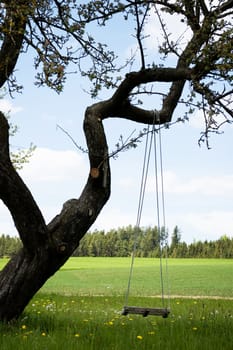 Swing on a gnarly Tree