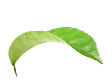 Curving a green leaf