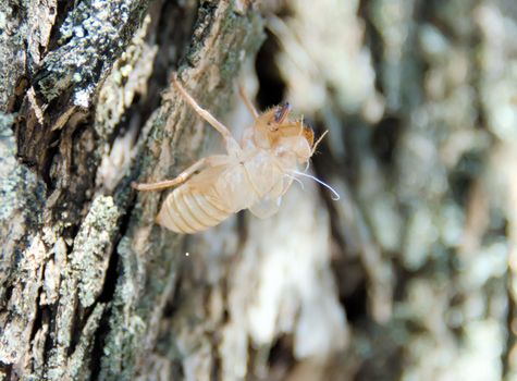 The metamorphosis of the cicada