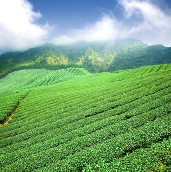 green tea plantation with cloud in asia