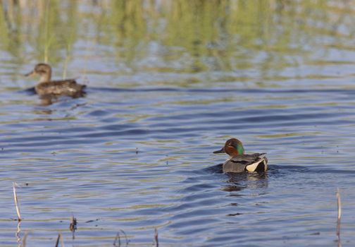 green winged teal 