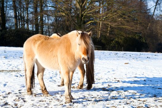 horse on winter pasture