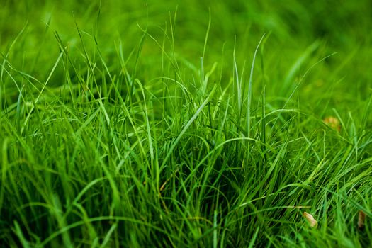 background of lush green grass