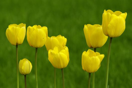 Yellow tulips in spring garden.