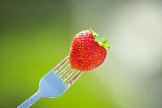 strawberry on a fork in the daylight